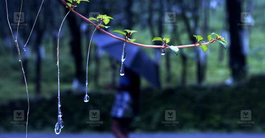Rain drops / Idukki Rain | Photo: Josekutty Panackal / Manorama File Photo: Josekutty Panackal / Manorama