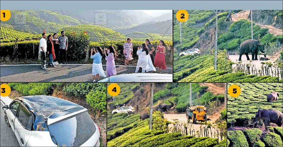1. വൈകിട്ട് 5.30: മറയൂർ– മൂന്നാർ റോഡിലെ എട്ടാം മൈൽ ഭാഗത്ത് തേയിലത്തോട്ടത്തിനുള്ളിൽ കാട്ടാനകൾ നിൽക്കുന്നത് കണ്ടു വിനോദസഞ്ചാരികൾ റോഡിൽ നിന്ന് 
ആനകളെ കാണുന്ന രീതിയിൽ ചിത്രം എടുക്കുന്നു. 2. 5.55: റോഡിലേക്കെത്തിയ പടയപ്പ നിർത്തിയിട്ടിരുന്ന ബൈക്ക് തകർക്കുന്നു. 3. 5.56: തുടർന്ന് വിനോദസഞ്ചാരികളുടെ കാർ കുത്തി നശിപ്പിച്ചപ്പോൾ. സഞ്ചാരികൾ പേടിച്ച് സുരക്ഷിത സ്ഥാനത്തേക്കു മാറി. 4. 6.00: തിരിച്ചു തേയിലത്തോട്ടത്തിലേക്ക് ഇറങ്ങവേ പാതയിലൂടെ വന്ന ട്രാക്ടറിനു നേരെ 
ചിന്നം വിളിച്ച് പാഞ്ഞടുക്കുന്നു. 5. 6.05: തിരികെ തേയിലത്തോട്ടത്തിലേക്ക് പോകുന്നു. അവിടെയുണ്ടായിരുന്ന കാട്ടാനകൾ പടയപ്പയെ കണ്ടു മാറിപ്പോകുന്നു.  										ചിത്രങ്ങൾ പകർത്തിയത്: ചന്ദ്രശേഖരൻ അഞ്ചുനാട്