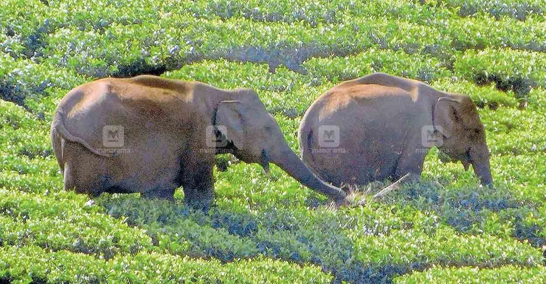 idukki-elephants കന്നിമല എസ്റ്റേറ്റ് ടോപ് ഡിവിഷനിലെ തേയിലത്തോട്ടത്തിൽ ഇന്നലെ പകൽ മേഞ്ഞു നടക്കുന്ന കാട്ടാനകൾ.