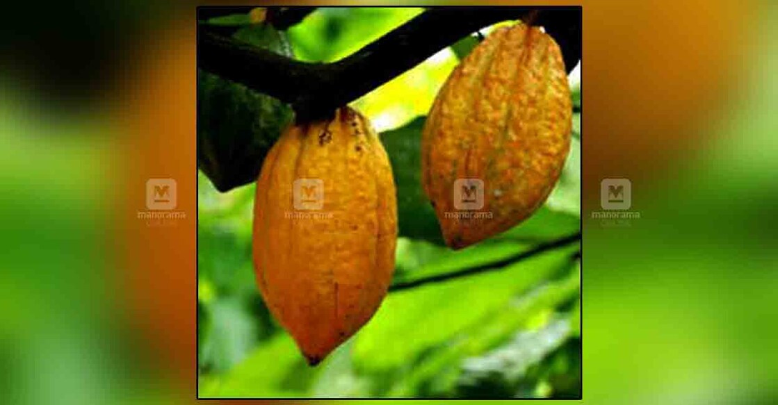 cocao-fruits