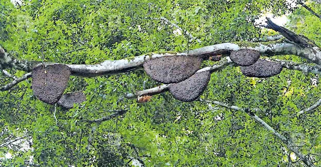 idukki-honey-bee രാജകുമാരിയിലെ ജനവാസ മേഖലയിലെ മരത്തിലുള്ള പെരുന്തേനീച്ചയുടെ കൂടുകൾ.