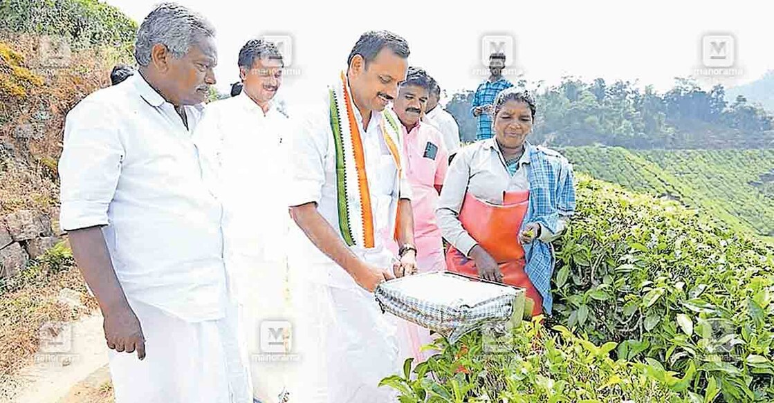 ചിറ്റുവര എസ്റ്റേറ്റിൽ വോട്ടു തേടിയെത്തിയ ഡീൻ കുര്യാക്കോസ് തൊഴിലാളി സ്ത്രീയുടെ കത്രിക ഉപയോഗിച്ച് കൊളുന്ത് എടുക്കാൻ ശ്രമിക്കുന്നു  