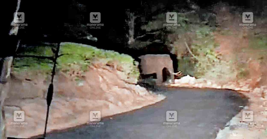 idukki-elephant മൂന്നാർ - സൈലന്റ് വാലി റോഡിൽ തിങ്കൾ രാത്രി ഗതാഗതം തടസ്സപ്പെടുത്തി നിൽക്കുന്ന പടയപ്പ .