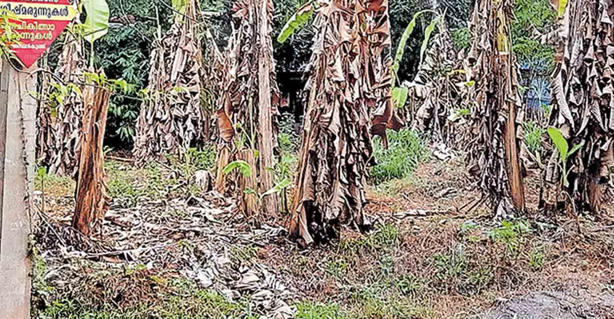 കനത്തചൂടിൽ കരിഞ്ഞുണങ്ങി നാട്