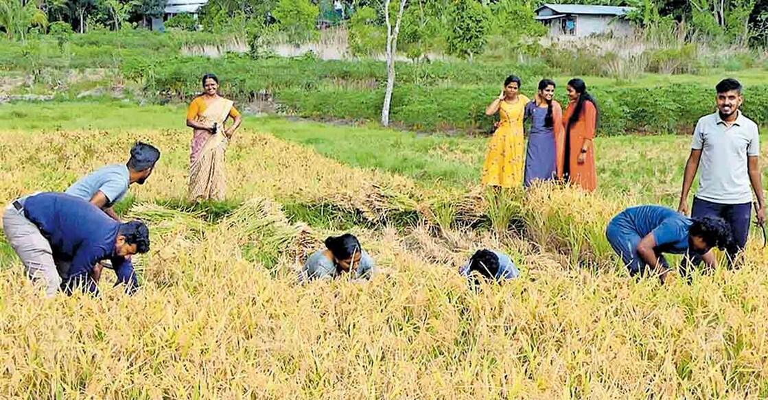 idukki-farming രാജാക്കാട് പഞ്ചായത്തിൽ പിഎസ്സി പരിശീലനം നടത്തുന്ന ഉദ്യോഗാർഥികളുടെ നേതൃത്വത്തിൽ നെല്ല് കൊയ്തെടുക്കുന്നു.