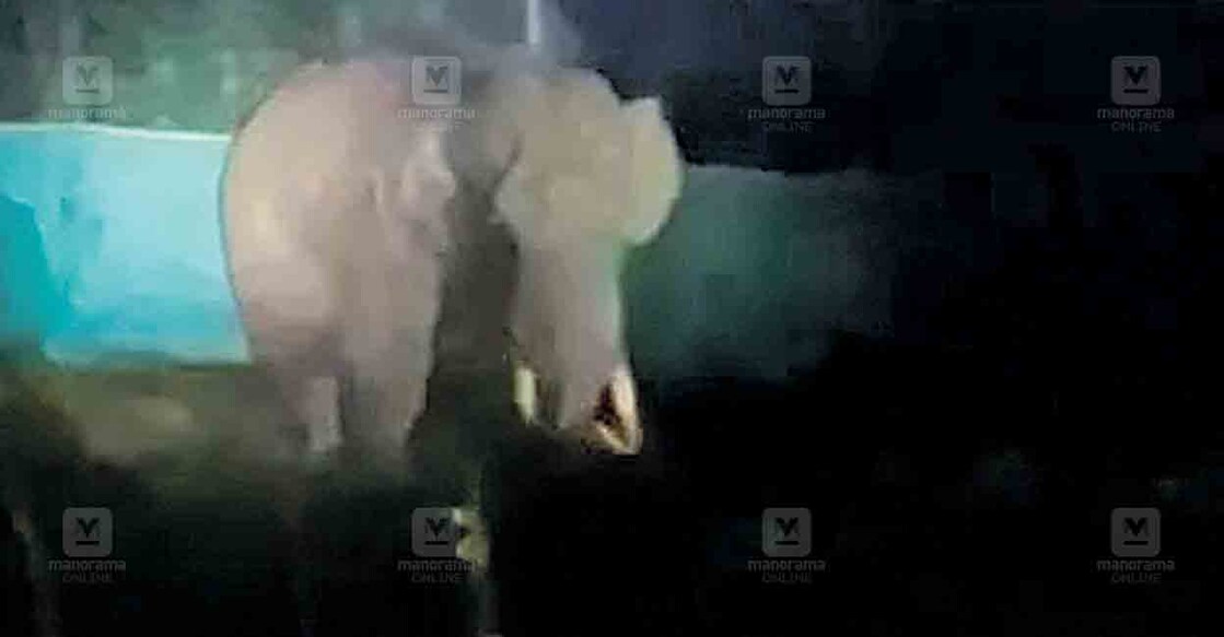 idukki-elephnat മാട്ടുപ്പെട്ടി കുട്ടിയാറിലെ ജനവാസ മേഖലയിലിറങ്ങിയ പടയപ്പ.