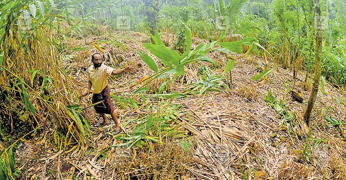 Cഉണങ്ങിക്കരിഞ്ഞ സ്വപ്നങ്ങൾ... ഉപ്പുതറയ്ക്കു സമീപം കൊച്ചുകരുന്തരുവിയിലെ കൃഷിയിടത്തിൽ കരിഞ്ഞുണങ്ങിയ ഏലച്ചെടികൾ വെട്ടിമാറ്റുന്ന കർഷകൻ ഈറ്റത്തോട്ടിൽ സജി വർഗീസ്. സജിയുടെ 2 ഏക്കറോളം ഏലത്തോട്ടം വേനലി‍ൽ ഉണങ്ങിപ്പോയി. ഏകദേശം 5 ലക്ഷം രൂപയുടെ നഷ്ടം കണക്കാക്കുന്നു. 
ചിത്രം: റെജു അർനോൾഡ് ∙ മനോരമ  
