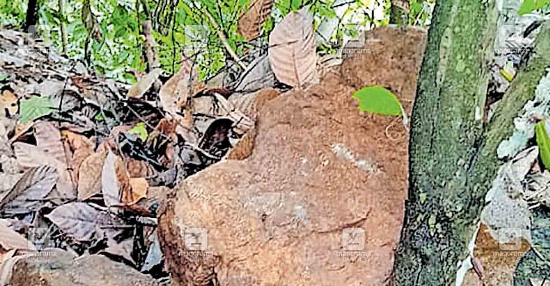 മലമുകളിൽ നിന്ന് അടർന്നു വീണ പാറക്കഷണം പുരയിടത്തിൽ 
മരത്തിൽ തങ്ങി നിൽക്കുന്നു.  
