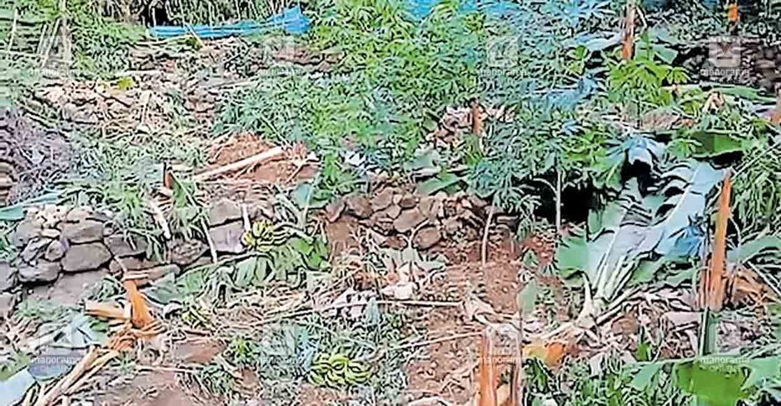 idukki-elephant-attack-1 മക്കുവള്ളിയിൽ കാട്ടാനക്കൂട്ടം തകർത്ത തണ്ടേൽ ഷിന്റോ ടി.കുര്യന്റെ പുരയിടം.