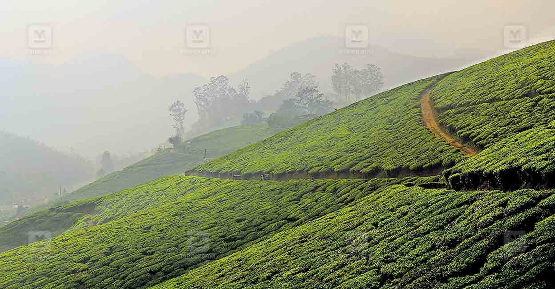 

മൂന്നാറിലെ തേയിലത്തോട്ടം  

