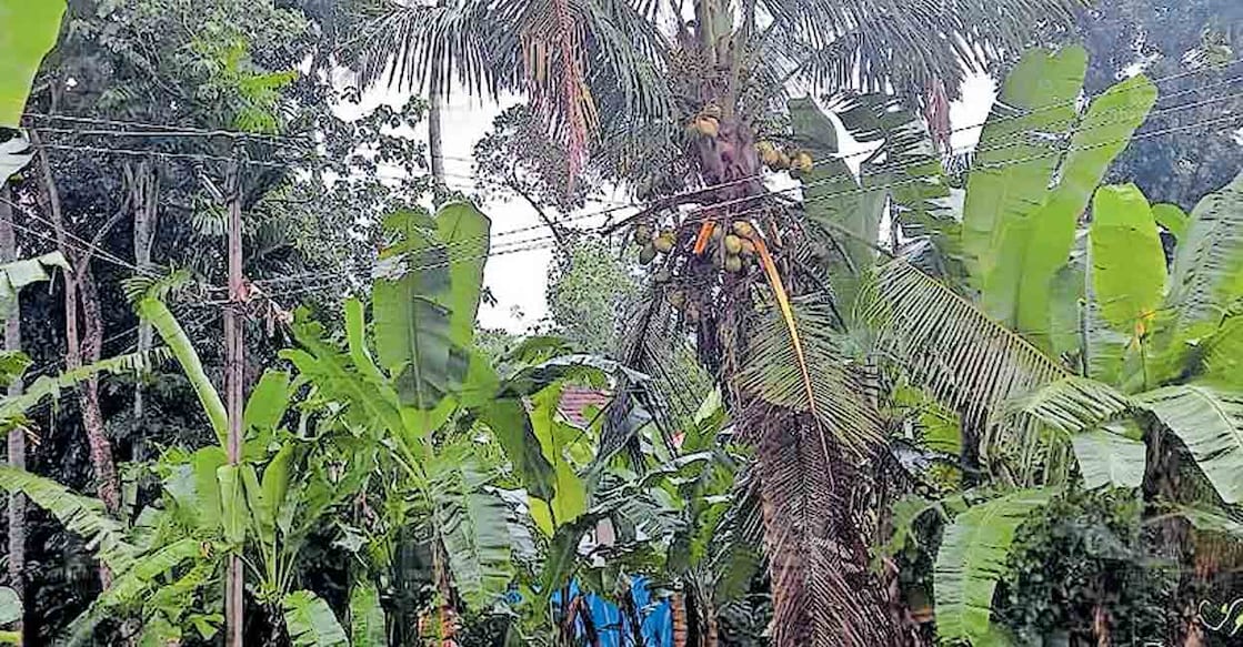 അ‍ഞ്ചിരി ഭാഗത്ത് കൃഷിയിടത്തിൽ മരങ്ങൾക്കിടയിലൂടെ 
കടന്നു പോകുന്ന 11 കെവി ലൈൻ.