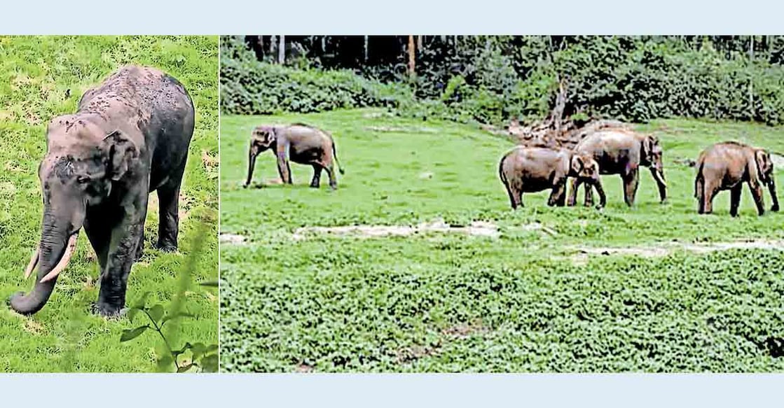 idukki-wild-elephants