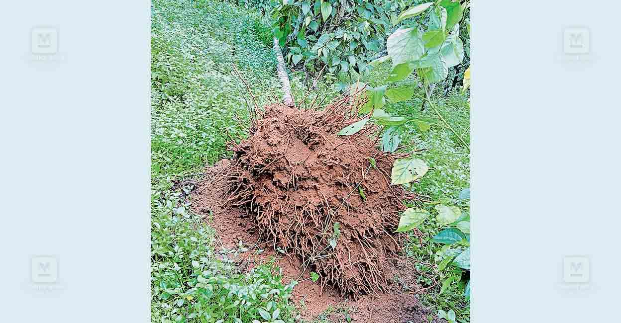Kulam Insect കുളമാൻകുഴിയിൽനിന്ന് സ്ഥലംവിടാതെ കൊമ്പൻ