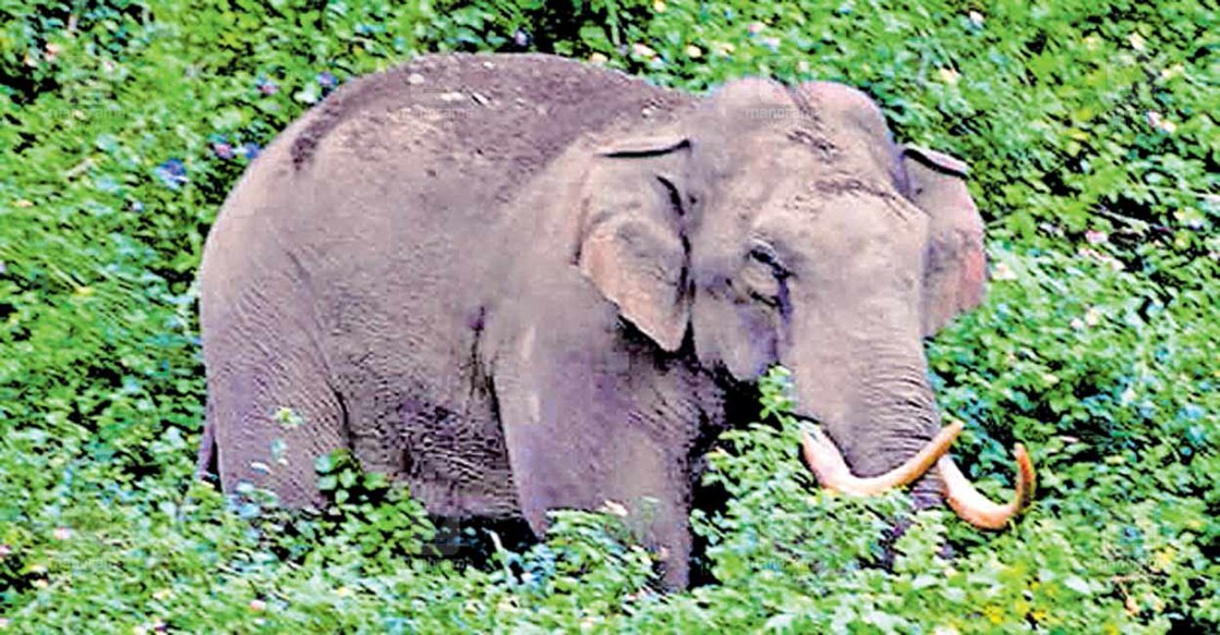 അരുവിക്കാട് മേഖലയിൽ നിൽക്കുന്ന പടയപ്പ.  