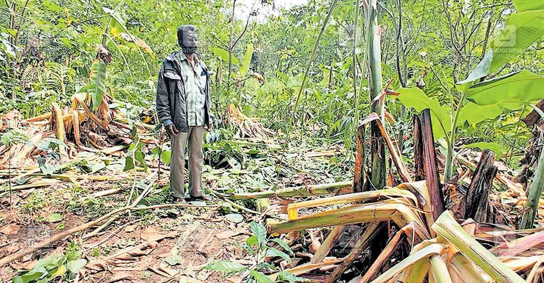 കാന്തല്ലൂർ തലച്ചോർക്കടവിൽ രമേഷിന്റെ പറമ്പിൽ കാട്ടാനക്കൂട്ടം നശിപ്പിച്ച ഏലം, വാഴക്കൃഷികൾ.  