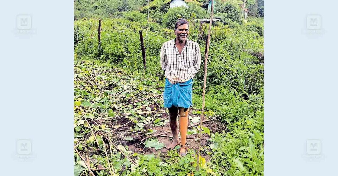 വട്ടവട പഴത്തോട്ടത്ത് കാട്ടാനകൾ നശിപ്പിച്ച ബീൻസ് തോട്ടം.  