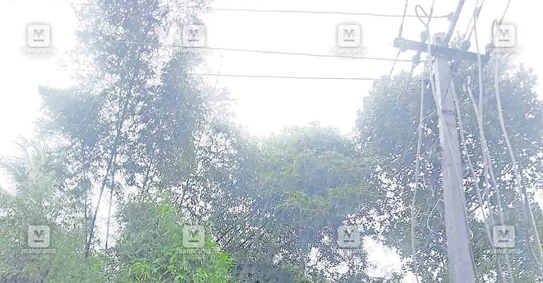 idukki-kseb-line-forest-6 മേരിലാൻഡ് - എല്ലക്കൽ റോഡിൽ വൈദ്യുതലൈനിലേക്കു
ചാഞ്ഞു നിൽക്കുന്ന ഇല്ലിക്കൂട്ടം.