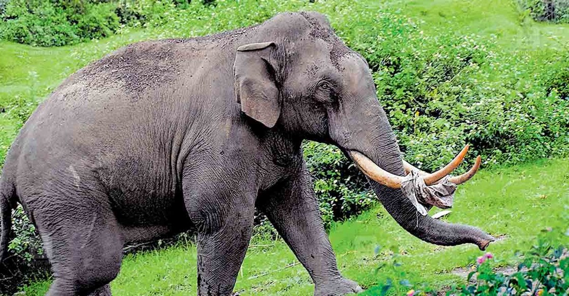 പടയപ്പയുടെ കൊമ്പുകളിൽ പ്ലാസ്റ്റിക് ചാക്ക് കുരുങ്ങിയ നിലയിൽ. 