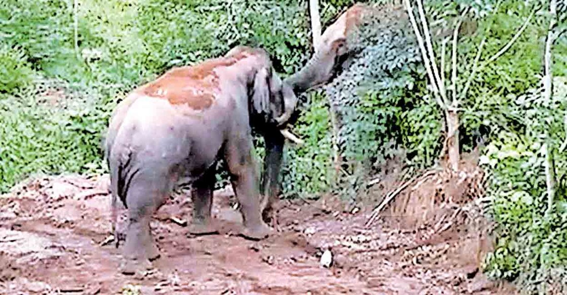 wild-elephant കാന്തല്ലൂരിൽ കൃഷിയിടത്തിൽ തമ്പടിച്ചിരിക്കുന്ന കാട്ടാനകൾ.
