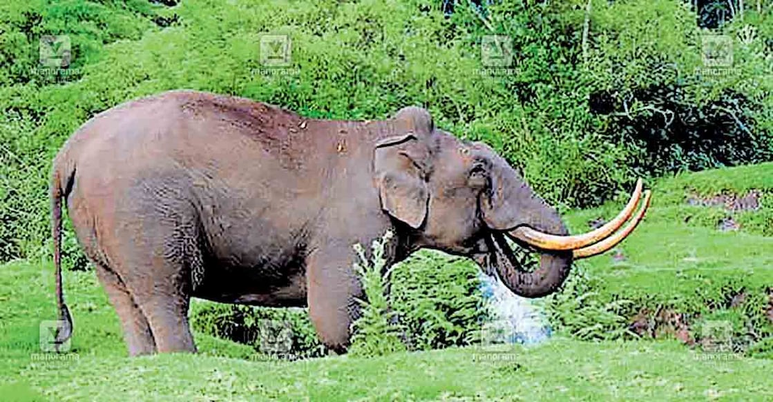 ചെണ്ടുവര ലോവർ ഡിവിഷനിലെ പുഴയിൽ നിന്നു വെള്ളം കുടിക്കുന്ന പടയപ്പ.  