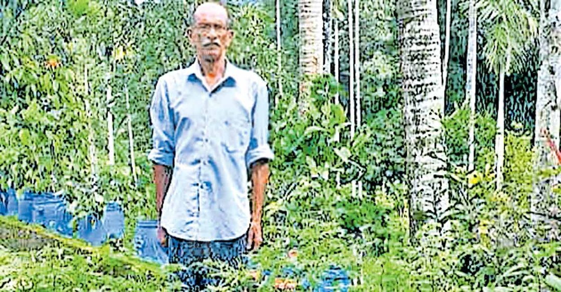 അമ്പഴച്ചാൽ കളരിയാമ്മാക്കൽ കെ.ജെ.ജോർജ് വീട്ടുമുറ്റത്ത് നട്ടുവളർത്തുന്ന കാന്താരിച്ചീനികൾക്കൊപ്പം.