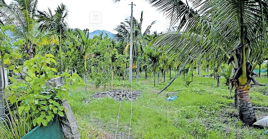 idukki-electricline കോവിൽക്കടവിൽ ജയന്റെ പറമ്പിൽ വൈദ്യുതകമ്പി പൊട്ടി വീണുകിടക്കുന്നു.
