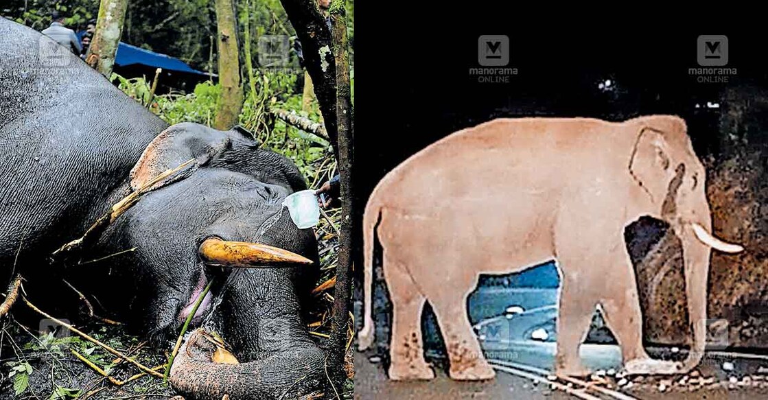 ചക്കക്കൊമ്പന്റെ ആക്രമണത്തിൽ പരുക്കേറ്റ മുറിവാലൻക്കൊമ്പന് ആർആർടി ഉദ്യോഗസ്ഥൻ തുമ്പിക്കയ്യിൽ വെള്ളം കൊടുക്കുന്നു. 
ചിത്രം മനോരമ  