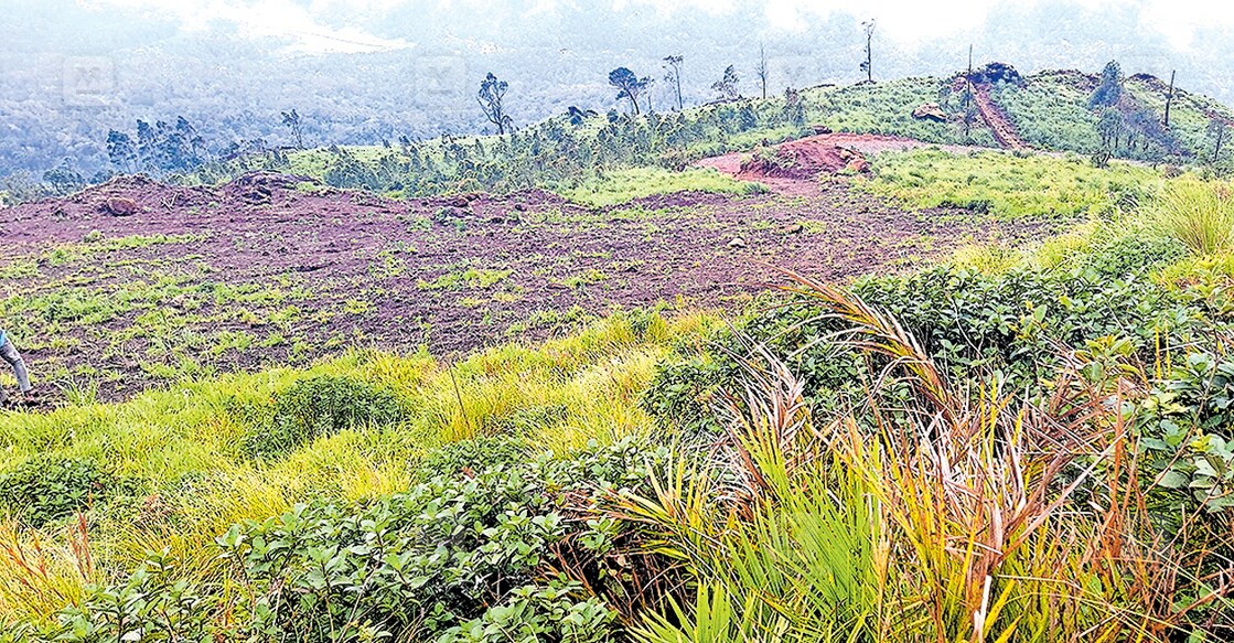 ചൊക്രമുടിയുടെ താഴ്ഭാഗത്ത് സ്വകാര്യവ്യക്തികൾ കൈവശം വച്ചിരിക്കുന്ന സ്ഥലത്ത് വളർന്നു നിൽക്കുന്ന നീലക്കുറിഞ്ഞി ചെടികൾ.  
