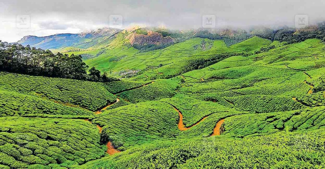 munnar-tea