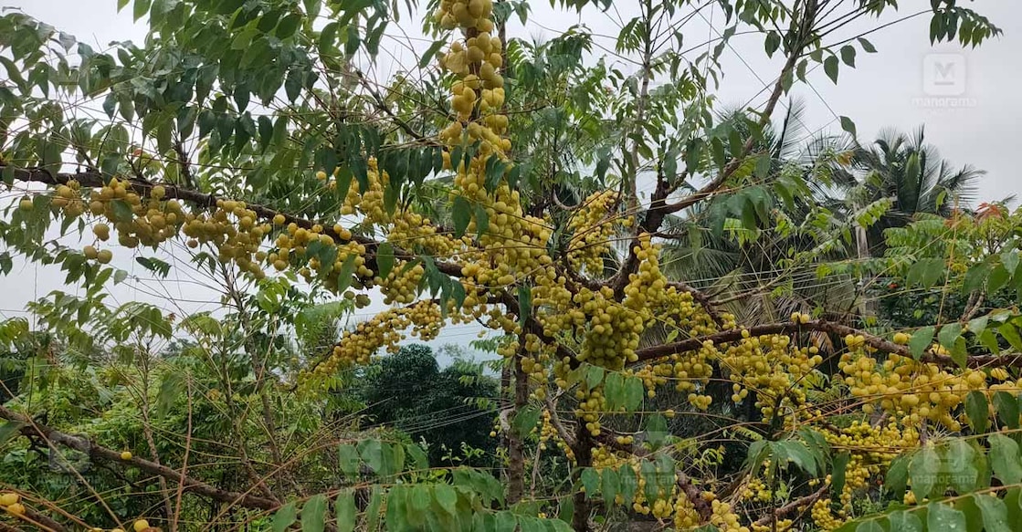 marayoor-gooseberry-1 marayoor-gooseberry-1