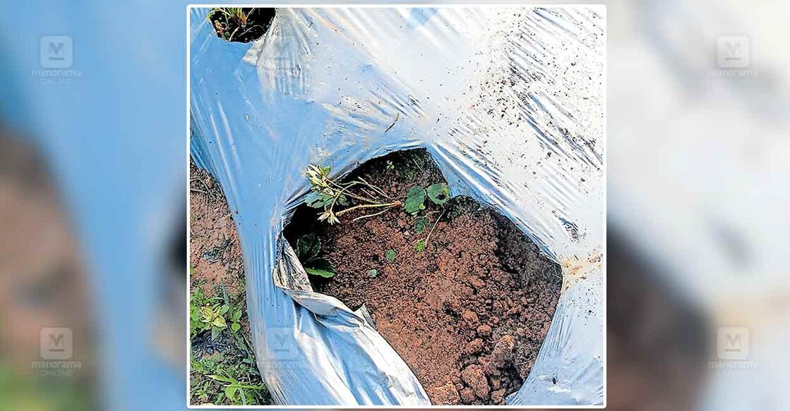 strawberry-farm-wild-elephant-attack കാന്തല്ലൂർ പുതുക്കാട്ടിൽ ഭാഗ്യലക്ഷ്മി ശശിയുടെ സ്ട്രോബറി കൃഷി കാട്ടാനകൾ നശിപ്പിച്ച നിലയിൽ.