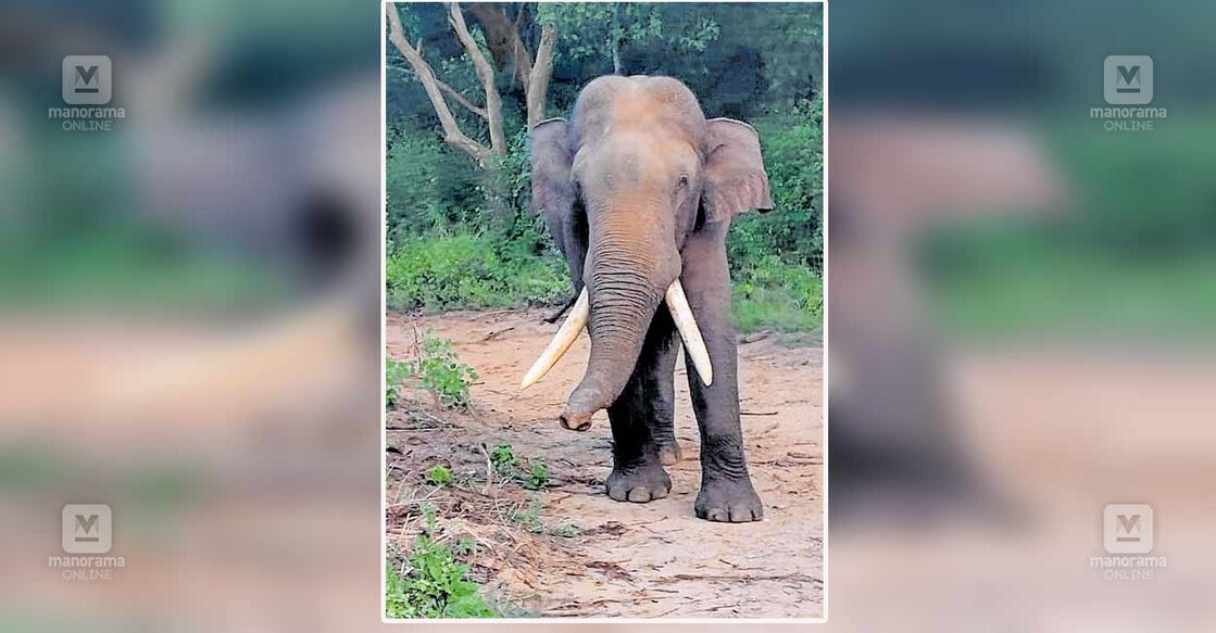 ചിന്നാർ വന്യജീവി സങ്കേതത്തിൽ വിമലിനെ ആക്രമിച്ച വിരിക്കൊമ്പൻ.  