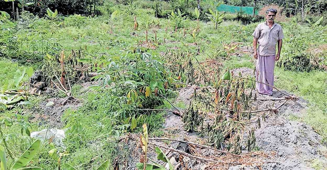 പെരുന്തൊട്ടി പാറയിൽ ടോമി ജോസഫ് കാട്ടുപന്നിക്കൂട്ടം നിലംപരിശാക്കിയ കപ്പത്തോട്ടത്തിൽ.  
