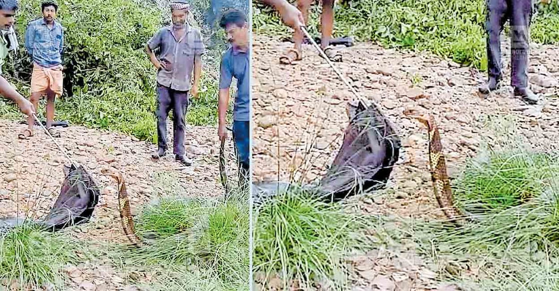 മുള്ളരിങ്ങാട് വലിയകണ്ടം ഭാഗത്ത് തോട്ടിൽനിന്ന് രാജവെമ്പാലയെ പിടികൂടുന്നു.  
