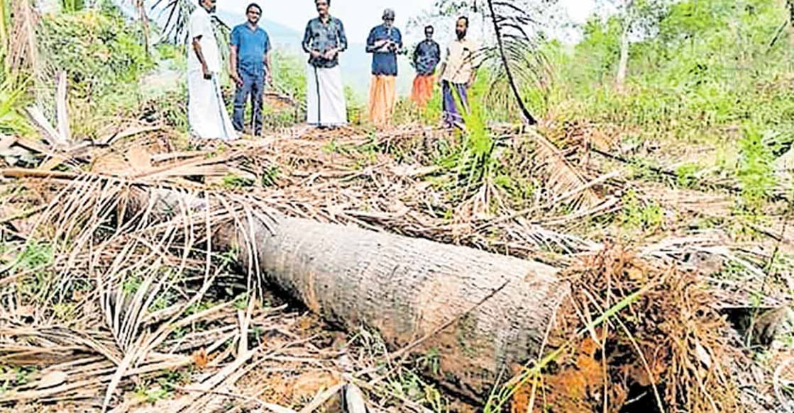 മണിമല ശാരദയുടെ കൃഷിയിടത്തിൽ കാട്ടാന കൃഷി നശിപ്പിച്ച നിലയിൽ.  
