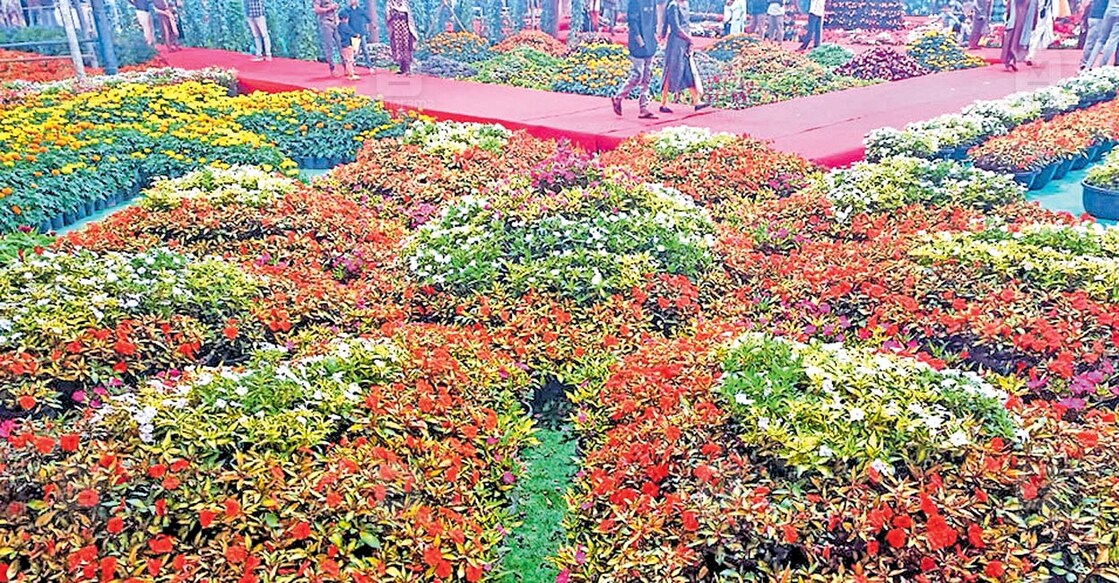തേക്കടി പുഷ്പമേളയിലെ വർണക്കാഴ്ച.