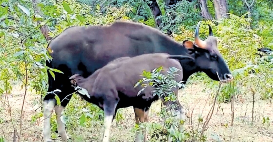 മറയൂർ ഡിഎഫ്ഒ ഓഫിസിന് പിൻവശത്ത് കുട്ടിയുമായി നിൽക്കുന്ന കാട്ടുപോത്ത്.  