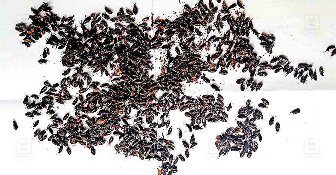 peruvanthanam-beetle-infestation