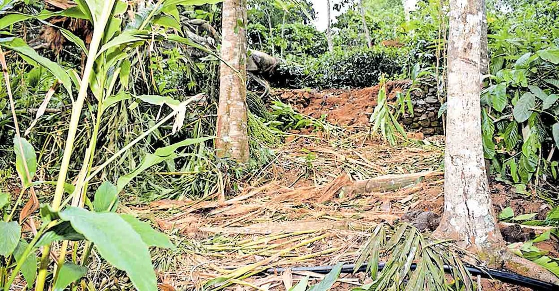 ns7-1-peerumedu-wild-elephant-attack കല്ലാർ പുതുവലിൽ തട്ടാംപറമ്പിൽ ടി.ജെ.മാത്യുവിന്റെ പുരയിടത്തിലെ ഏലക്കൃഷി കാട്ടാന നശിപ്പിച്ച നിലയിൽ.