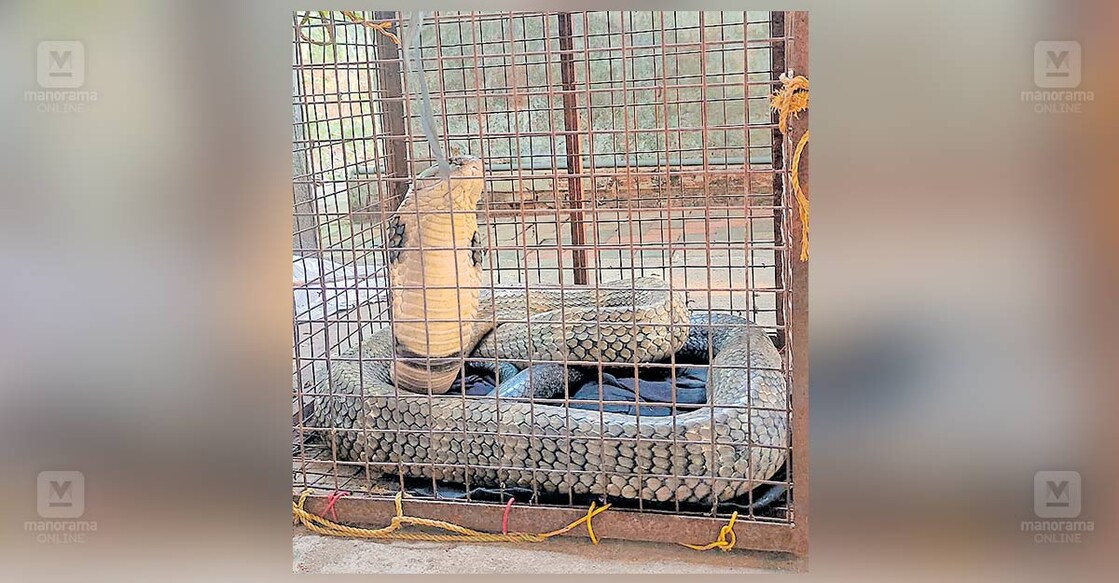 നാടുകാണി വെറ്റിലാംപാറയിൽ മീനാക്ഷി തങ്കപ്പന്റെ കൃഷിയിടത്തിൽനിന്നു പിടികൂടിയ 
രാജവെമ്പാല. 