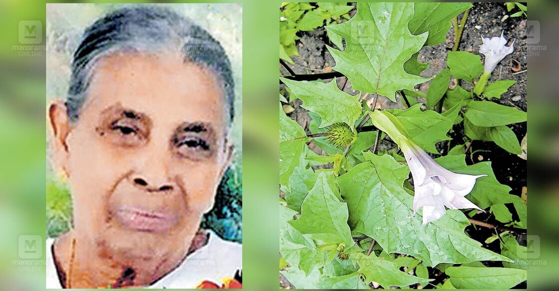 Jimsonweed-poisoning-death-adimali-kerala 1. ഏലിക്കുട്ടി 2. ഉമ്മം ചെടി