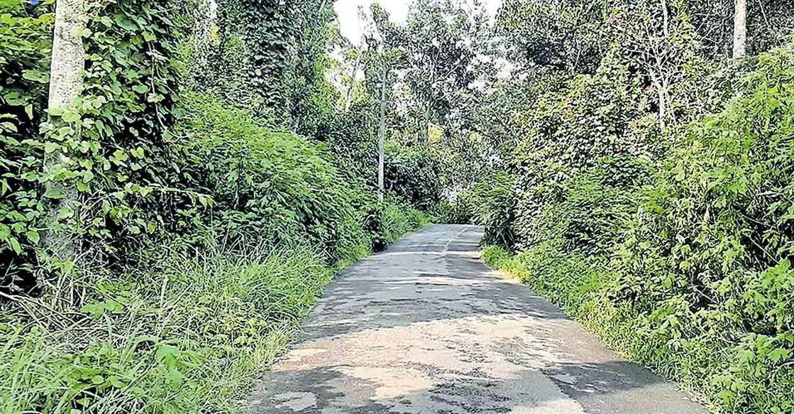 ആനവിലാസം - പുല്ലുമേട് റോഡരുകിൽ വളർന്നു നിൽക്കുന്ന കാട്.  
