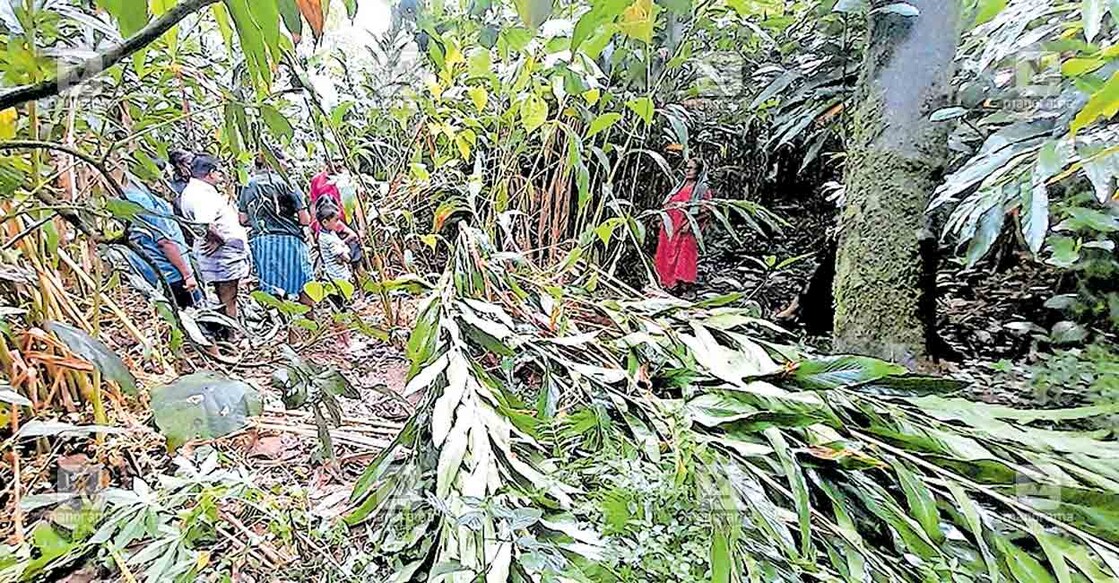 kakathathottam-elephant-attack ഉപ്പുതറ കാക്കത്തോട്ടിൽ കാട്ടാന നശിപ്പിച്ച കൃഷിയിടം.
