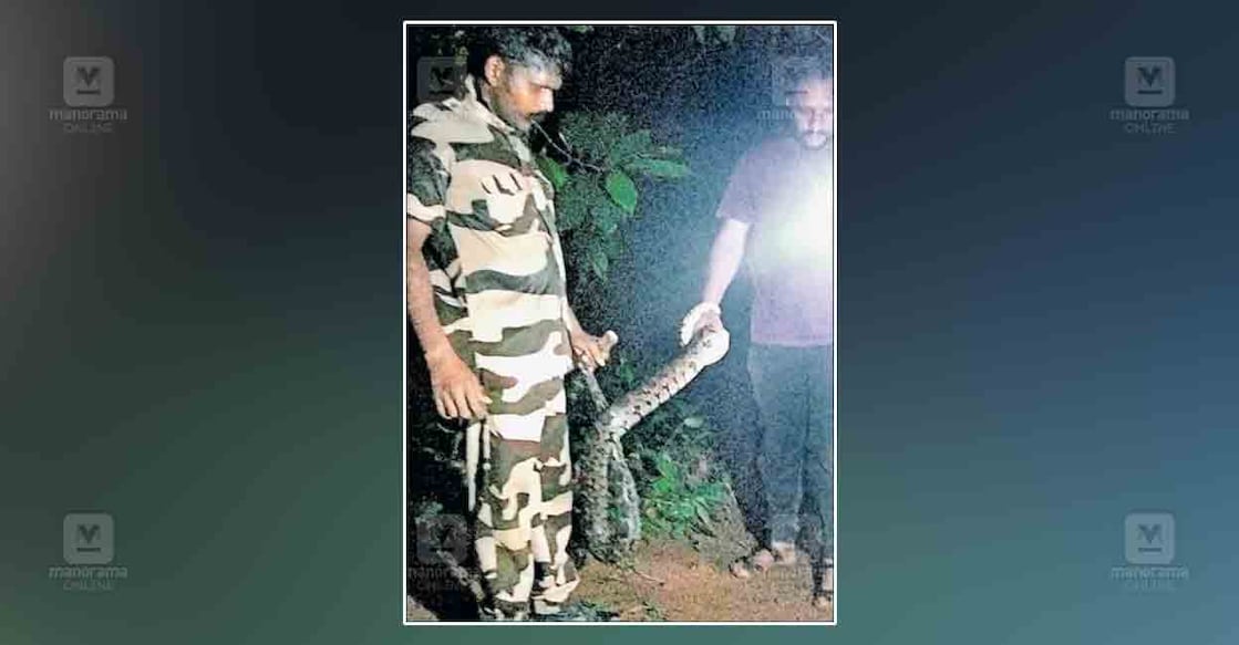 giant-python-vannappuram-1 ഒടിയപാറ കുരിശുംതൊട്ടി ഭാഗത്തു പുരയിടത്തിൽനിന്ന് പെരുമ്പാമ്പിനെ പിടികൂടിയപ്പോൾ.