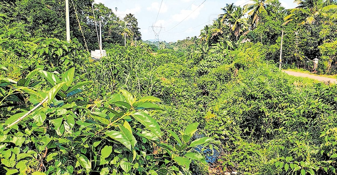 thodupuzha-canal-pollution കുമാരമംഗലം – പെരുമ്പിള്ളിച്ചിറ കനാൽ കാടുപിടിച്ചു കിടക്കുന്നു.