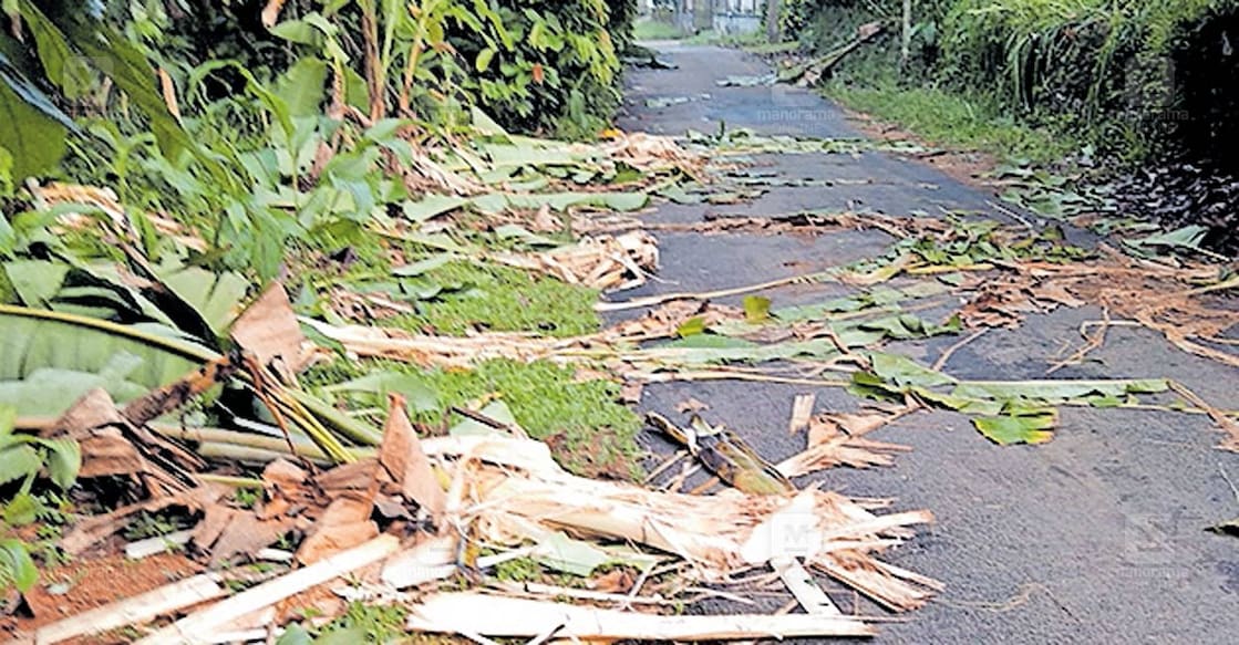 മുള്ളരിങ്ങാട് ലൂർദ്മാതാ പള്ളിക്ക് സമീപം കൃഷിയിടത്തിലിറങ്ങിയ  
കാട്ടാനകൾ വാഴച്ചെടികൾ  റോഡിലേക്ക് വലിച്ചെറിഞ്ഞ് നശിപ്പിച്ച 
നിലയിൽ.  