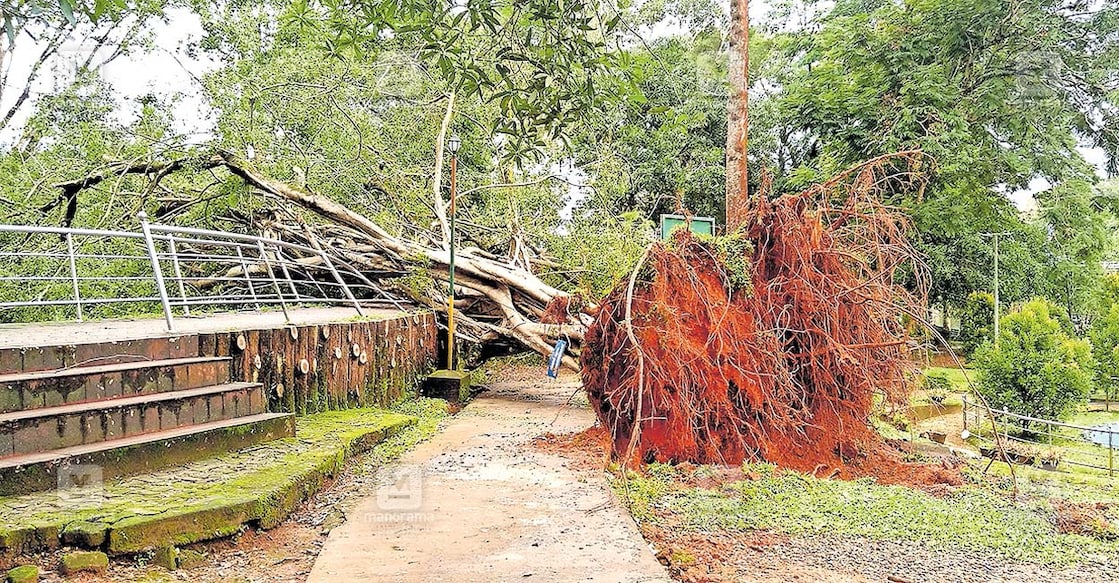 thodupuzha-rain-issue-1 തൊടുപുഴ മുനിസിപ്പൽ പാർക്കിന്റെ നടുവിൽ നിന്ന മരം ഇന്നലെ ഉച്ചയോടെ മറിഞ്ഞുവീണ നിലയിൽ.