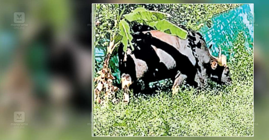 Gaur Attack നാച്ചിവയൽ ഗ്രാമത്തിൽ പട്ടാപ്പകൽ കാട്ടുപോത്തുകൾ | Munnar wildlife ...