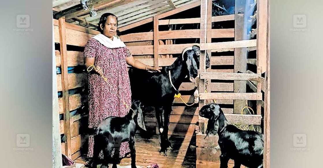 ഡോക്ടറുടെ കൈപ്പിഴവ് മൂലം ആട് ചത്തു; പ്രായശ്ചിത്തം ചെയ്ത് മൃഗാശുപത്രി ...