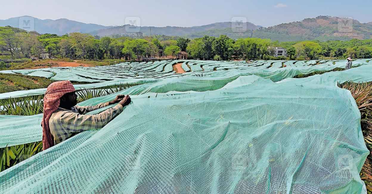 പൊള്ളുന്ന ചൂടിന് ആശ്വാസമായി മഴ പെയ്യുമോ? ശനിയും ഞായറും യെലോ അലർട്ട് പ്രഖ്യാപിച്ച് കേന്ദ്ര കാലാവസ്ഥാ വകുപ്പ് | Malayala Manorama Online News | Thodupuzha rain alert | Idukki weather forecast | Kerala yellow alert | monsoon deficit India | water scarcity Thodupuzha | agricultural crisis Kerala | heatwave Idukki | UV index concerns | climate change Kerala | തൊടുപുഴ മഴ | ഇടുക്കി കാലാവസ്ഥ | കേരളം വേനൽ | മഴക്കുറവ്
